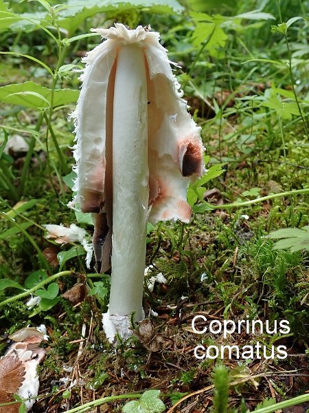 Coprinus comatus-amf502-2.jpg - Coprinus comatus ; Nom français: Coprin chevelu